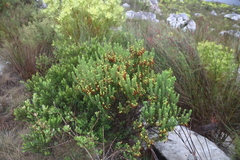 Erica coccinea, photograph (c) Tony Rebelo, some rights reserved (CC BY-SA)