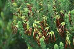 Erica coccinea