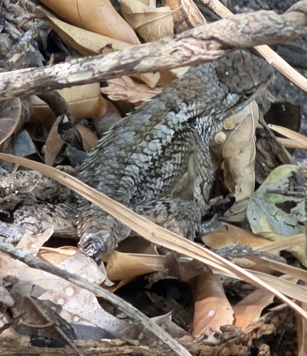 Texas Spiny Lizard