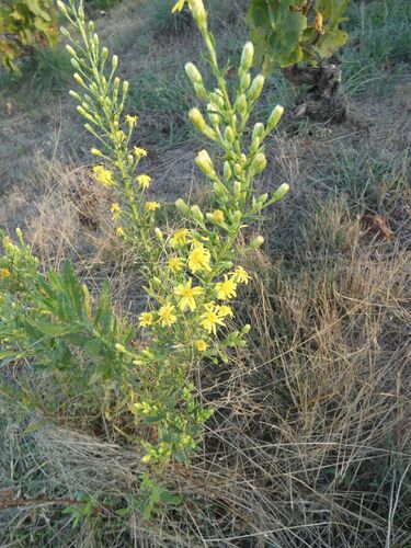 false yellowhead