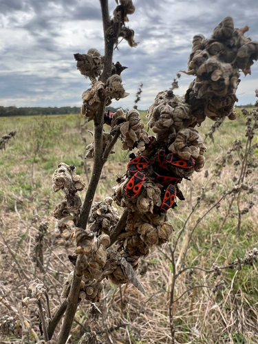 European Firebug