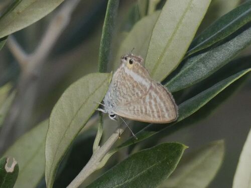 Pea Blue