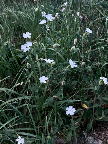 white campion