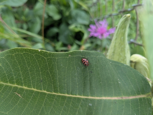 Spotted Pink Lady Beetle