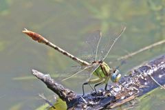 Arigomphus lentulus