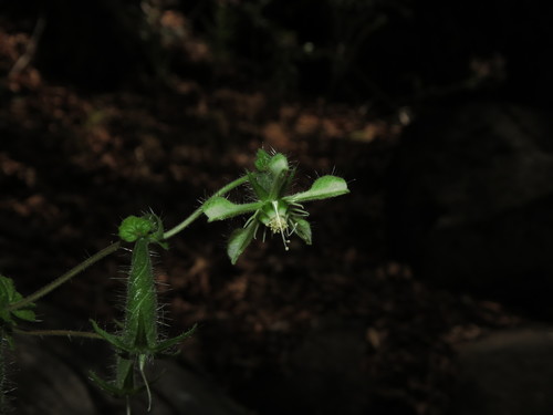 Image of Blumenbachia sylvestris by (c) Nicolás Lavandero, some rights reserved (CC BY)