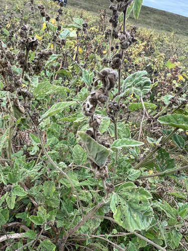 marsh mallow