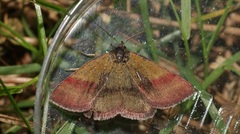 Phytometra viridaria