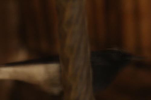 White-crowned Wheatear
