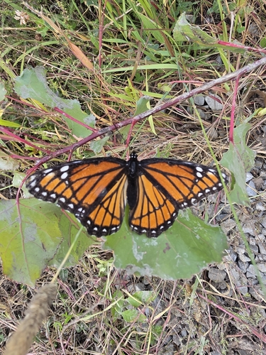 Viceroy