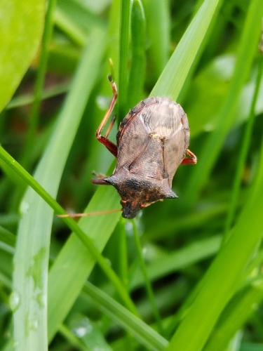 Spiny Shield Bug
