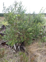 Halleria lucida, photograph (c) Nicola van Berkel, some rights reserved (CC BY-SA)