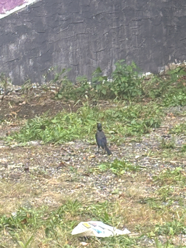 Common Grackle