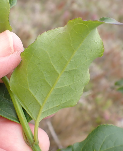 Halleria lucida, photograph 5