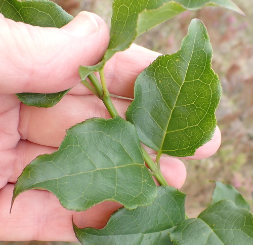 Halleria lucida, photograph 4