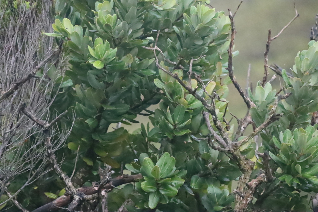 Heeria argentea; photograph (c) Tony Rebelo, some rights reserved (CC BY-SA)