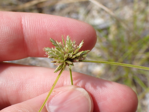 Cyperus lupulinus, photograph 6
