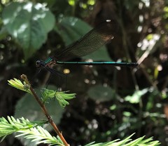 Calopteryx maculata