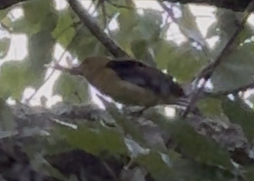 Scarlet Tanager