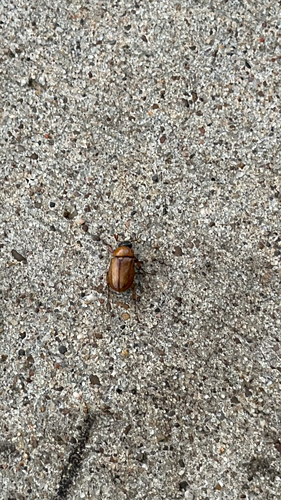 Southern Masked Chafer