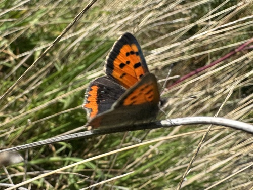 Small Copper