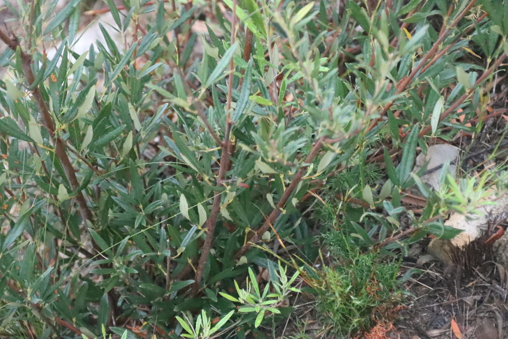 Searsia angustifolia; photograph (c) Tony Rebelo, some rights reserved (CC BY-SA)