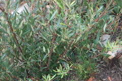 Searsia angustifolia