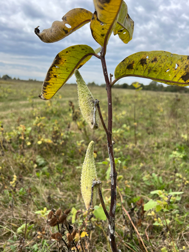 common milkweed
