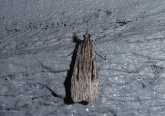 Scoparia indistinctalis