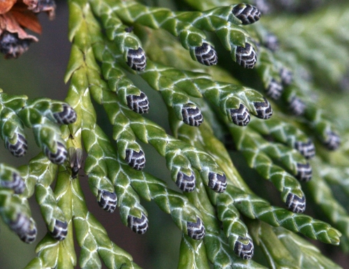 Lawson's cypress