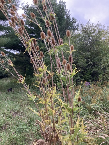Dipsacus laciniatus, photograph 1