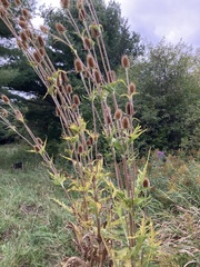 Dipsacus laciniatus