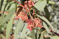 Eucalyptus kingsmillii