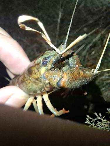 European Crayfish