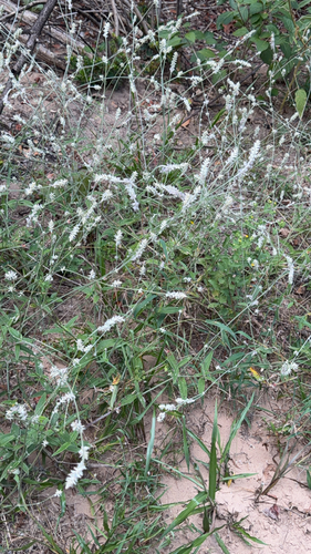 Slender Snakecotton