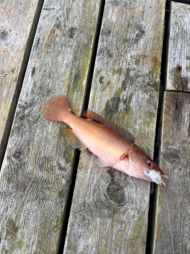 Cuckoo Wrasse