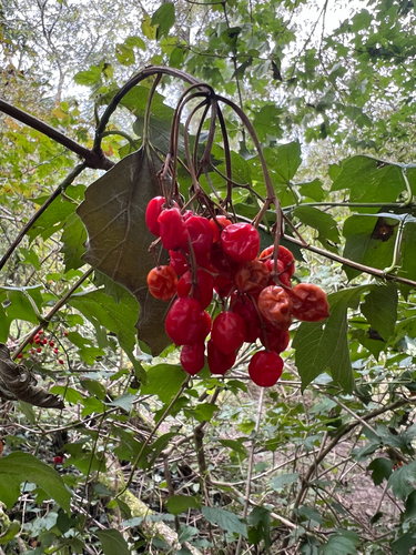 guelder-rose