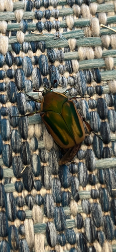Common Green June Beetle