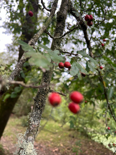 midland hawthorn