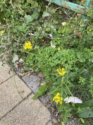 Erysimum cheiranthoides, photograph 2