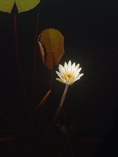 Dotleaf Waterlily