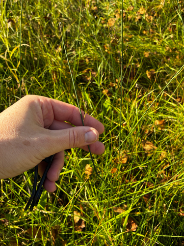 Juncus balticus, photograph 3
