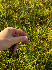 Juncus balticus, photograph (c) Arthur Whiting, some rights reserved (CC BY)