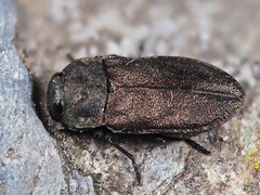 Anthaxia quadripunctata