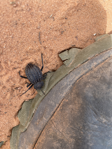 Philolithus sordidus