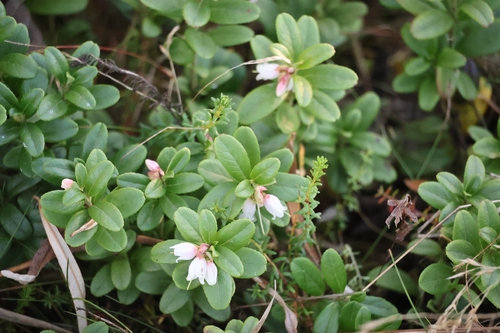 Lingonberry