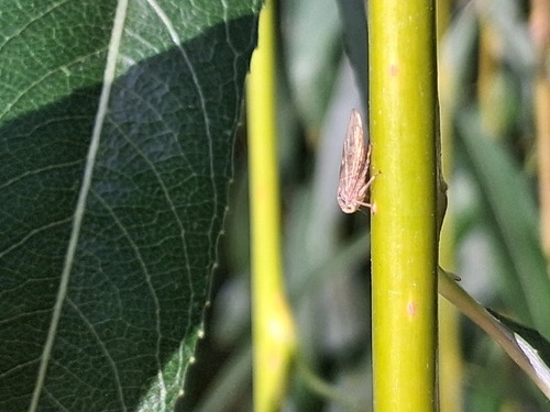 Salix babylonica, photograph 4