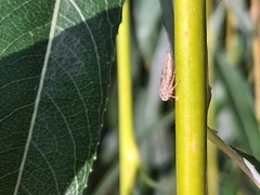 (c) olmagon, some rights reserved (CC BY) Salix babylonica, photograph (c) olmagon, some rights reserved (CC BY)