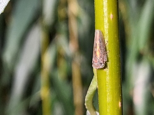 Salix babylonica, photograph 5