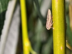 (c) olmagon, some rights reserved (CC BY) Salix babylonica, photograph (c) olmagon, some rights reserved (CC BY)